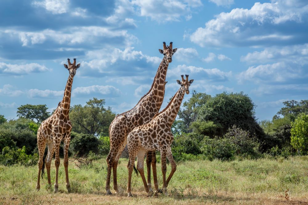 AfrikaGriaffe26