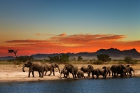 Safari in Namibia - Botswana - Simbabwe / Afrika