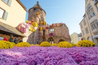 Crysanthema in Lahr